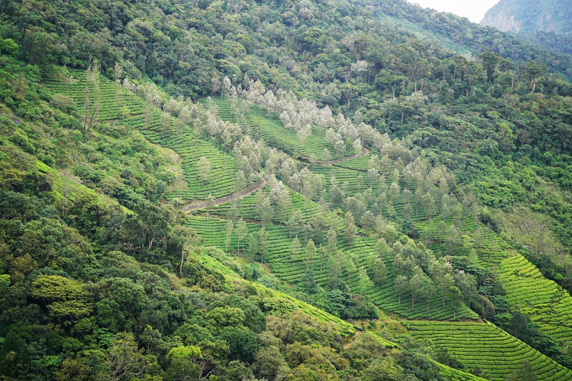 Hotel The Teatree Munnar Suryanelli Exteriér fotografie
